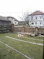 Třibřichy
